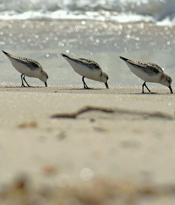 Sandpiper Contracting LLP